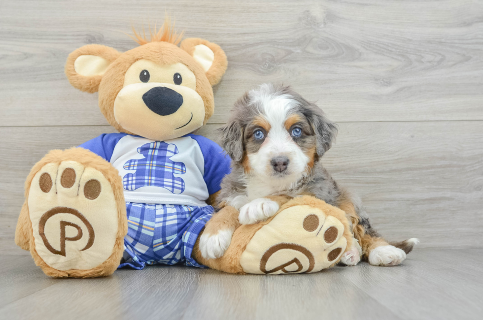 6 week old Mini Bernedoodle Puppy For Sale - Premier Pups