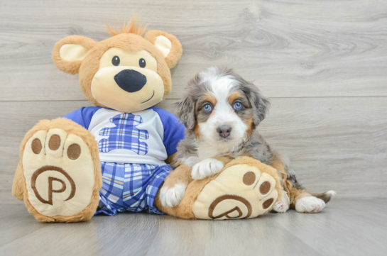 Mini Bernedoodle Puppy for Adoption