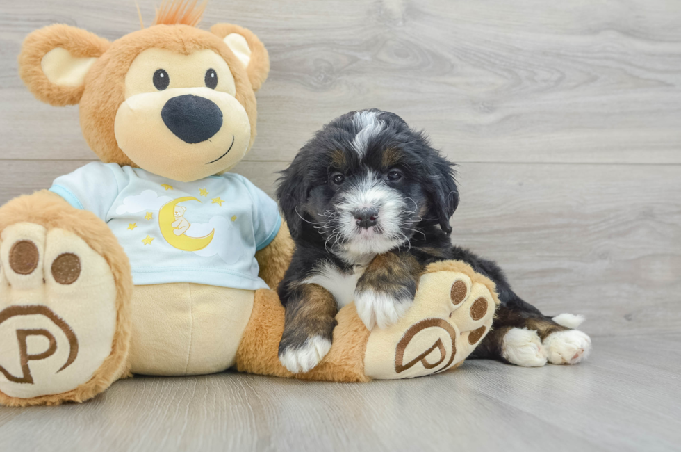 6 week old Mini Bernedoodle Puppy For Sale - Premier Pups