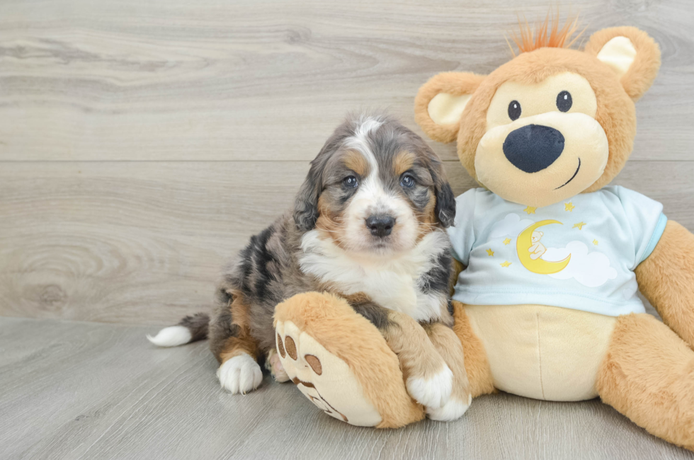 6 week old Mini Bernedoodle Puppy For Sale - Premier Pups