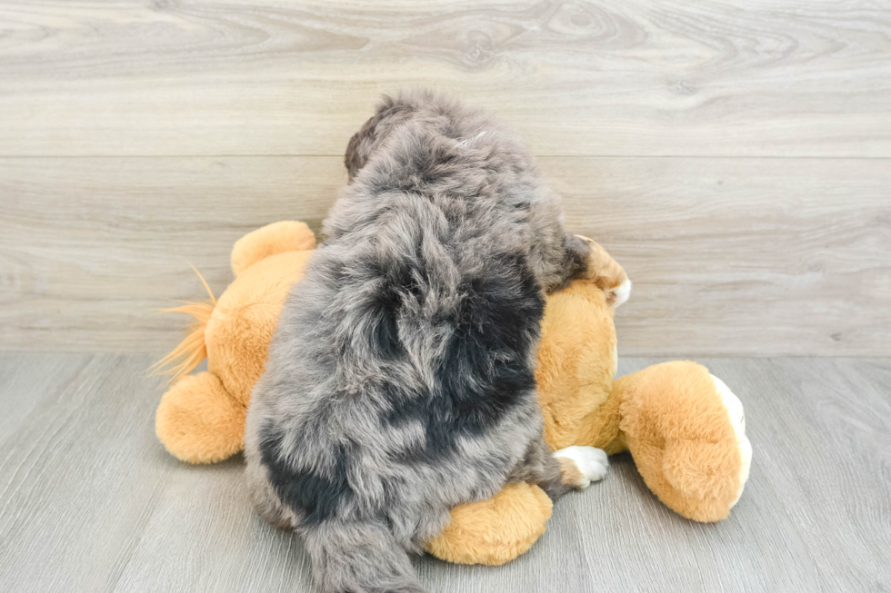 Best Mini Bernedoodle Baby