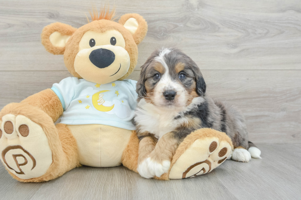 Best Mini Bernedoodle Baby