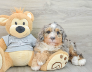 7 week old Mini Bernedoodle Puppy For Sale - Premier Pups