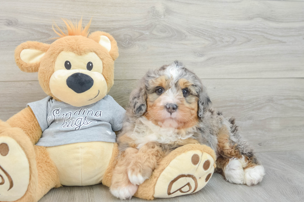 5 week old Mini Bernedoodle Puppy For Sale - Premier Pups
