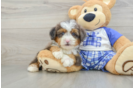 Mini Bernedoodle Pup Being Cute