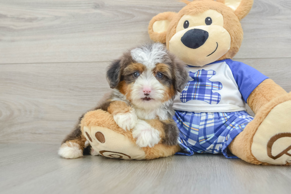 Mini Bernedoodle Pup Being Cute