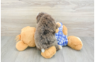 Mini Bernedoodle Puppy for Adoption