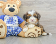 8 week old Mini Bernedoodle Puppy For Sale - Premier Pups