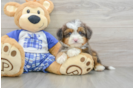 Funny Mini Bernedoodle Poodle Mix Pup