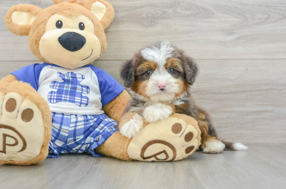 6 week old Mini Bernedoodle Puppy For Sale - Premier Pups