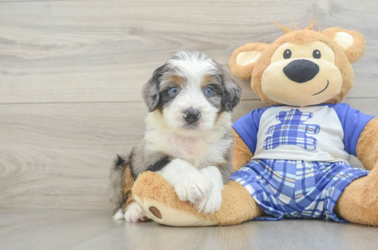 Happy Mini Bernedoodle Baby