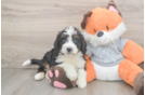 Mini Bernedoodle Pup Being Cute