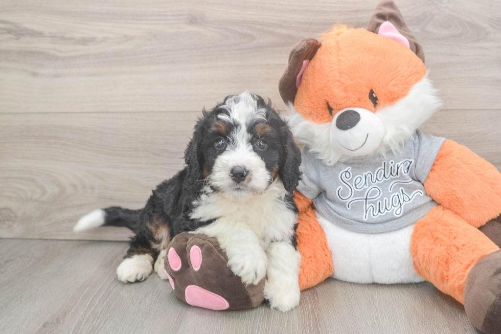 Mini Bernedoodle Pup Being Cute