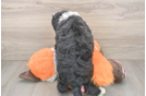 Best Mini Bernedoodle Baby
