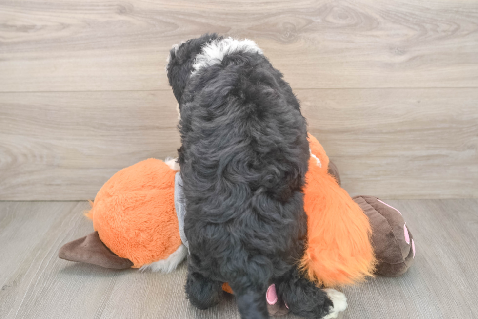Best Mini Bernedoodle Baby