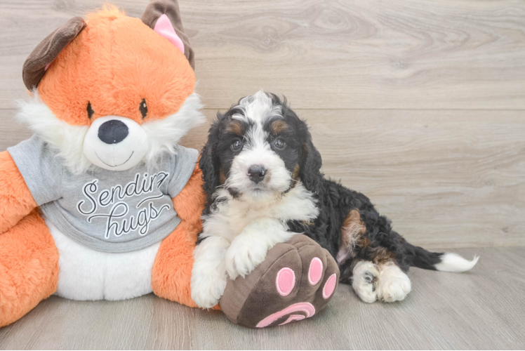 Mini Bernedoodle Pup Being Cute
