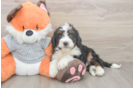Mini Bernedoodle Pup Being Cute