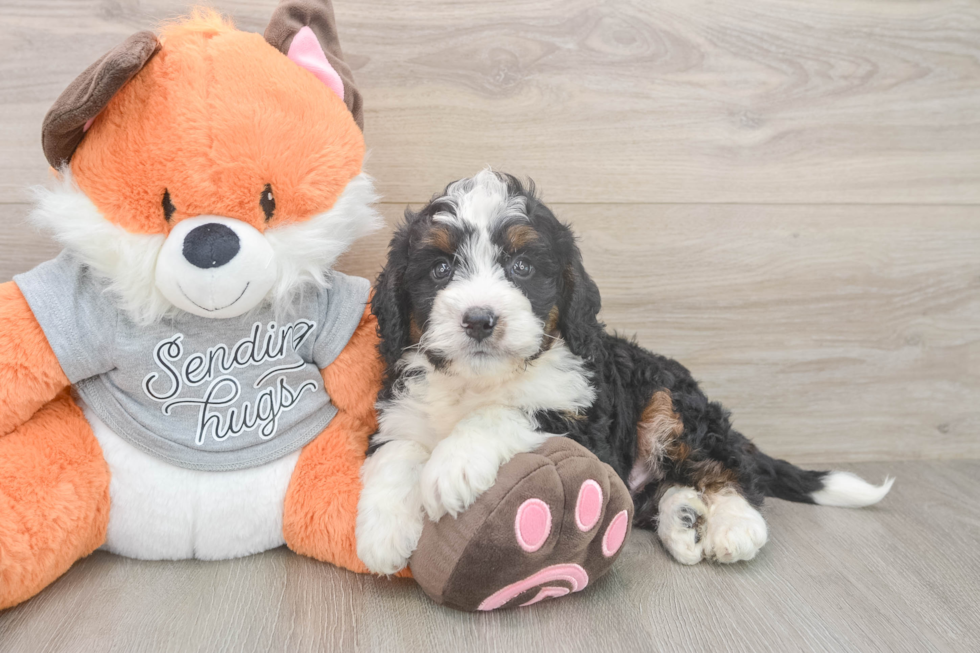 Mini Bernedoodle Pup Being Cute