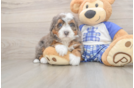 Mini Bernedoodle Puppy for Adoption