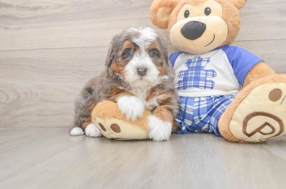 5 week old Mini Bernedoodle Puppy For Sale - Premier Pups