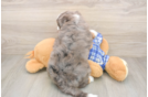 Mini Bernedoodle Pup Being Cute
