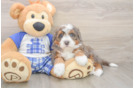 Sweet Mini Bernedoodle Baby