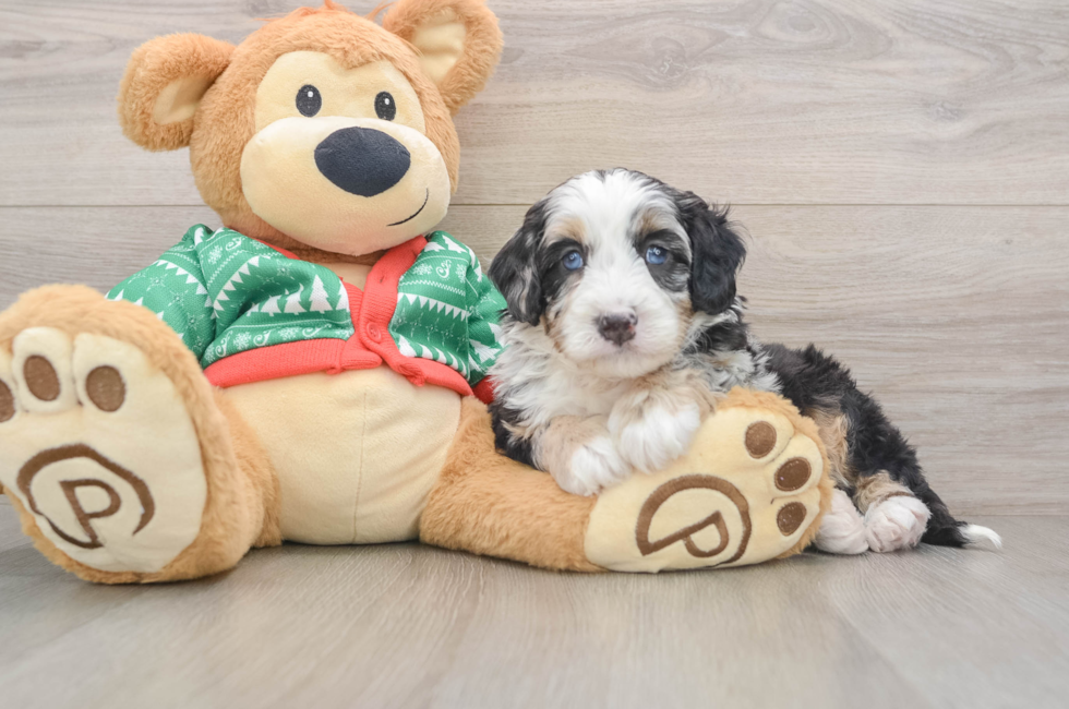 5 week old Mini Bernedoodle Puppy For Sale - Premier Pups