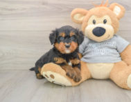 7 week old Mini Bernedoodle Puppy For Sale - Premier Pups