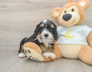 7 week old Mini Bernedoodle Puppy For Sale - Premier Pups