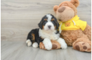 Best Mini Bernedoodle Baby