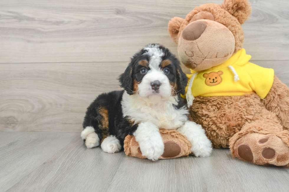 Best Mini Bernedoodle Baby