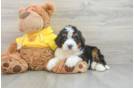 Mini Bernedoodle Puppy for Adoption