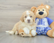 6 week old Mini Bernedoodle Puppy For Sale - Premier Pups