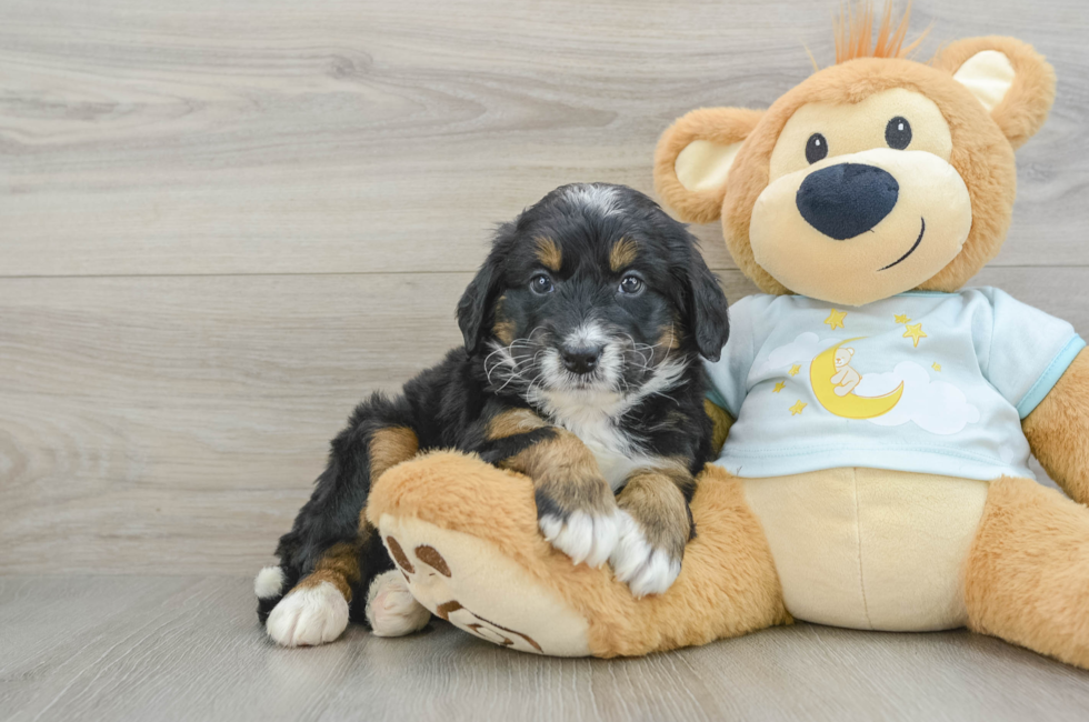 6 week old Mini Bernedoodle Puppy For Sale - Premier Pups