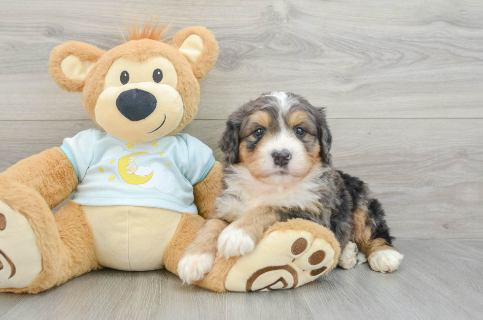 6 week old Mini Bernedoodle Puppy For Sale - Premier Pups
