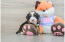 Adorable Mini Bernepoo Poodle Mix Puppy