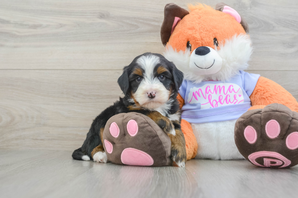 Adorable Mini Bernepoo Poodle Mix Puppy