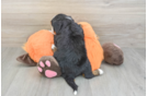 Fluffy Mini Bernedoodle Poodle Mix Pup