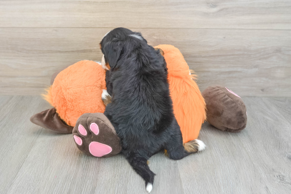 Fluffy Mini Bernedoodle Poodle Mix Pup