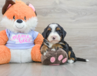 7 week old Mini Bernedoodle Puppy For Sale - Premier Pups