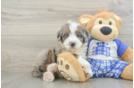 Smart Mini Bernedoodle Poodle Mix Pup