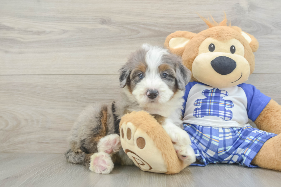 Smart Mini Bernedoodle Poodle Mix Pup