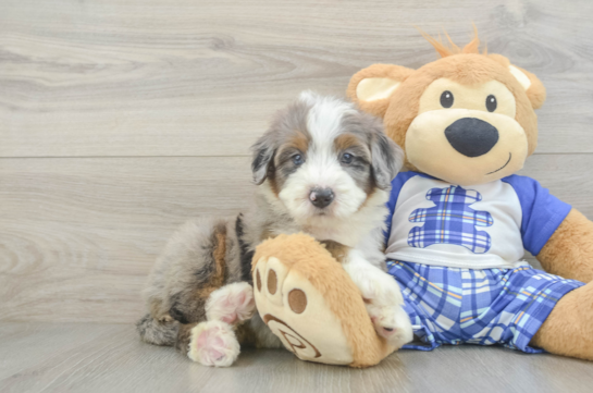 Smart Mini Bernedoodle Poodle Mix Pup