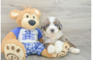 Best Mini Bernedoodle Baby