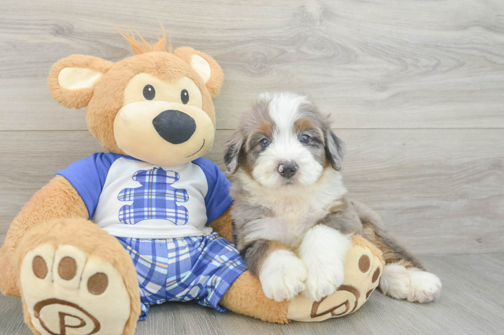 Best Mini Bernedoodle Baby