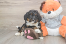 Popular Mini Bernedoodle Poodle Mix Pup