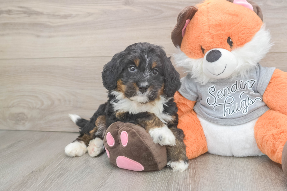 Popular Mini Bernedoodle Poodle Mix Pup