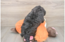 Playful Mini Bernesepoo Poodle Mix Puppy
