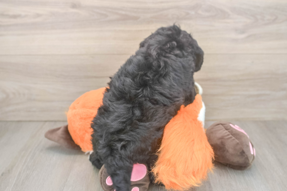 Playful Mini Bernesepoo Poodle Mix Puppy