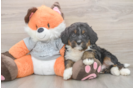 Mini Bernedoodle Puppy for Adoption